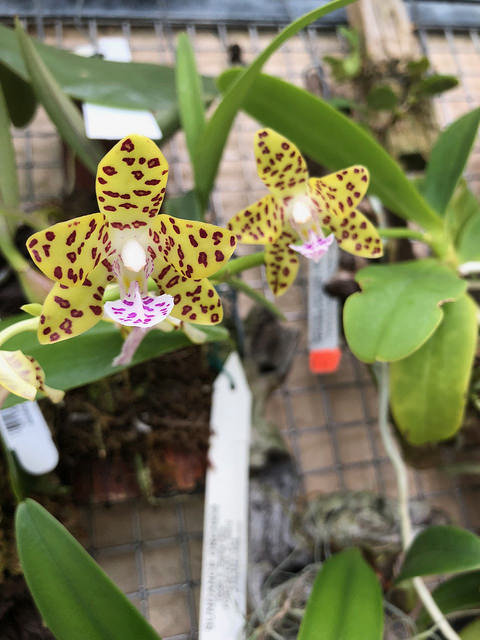 Cách trồng và chăm sóc lan Cẩm báo hoang dã