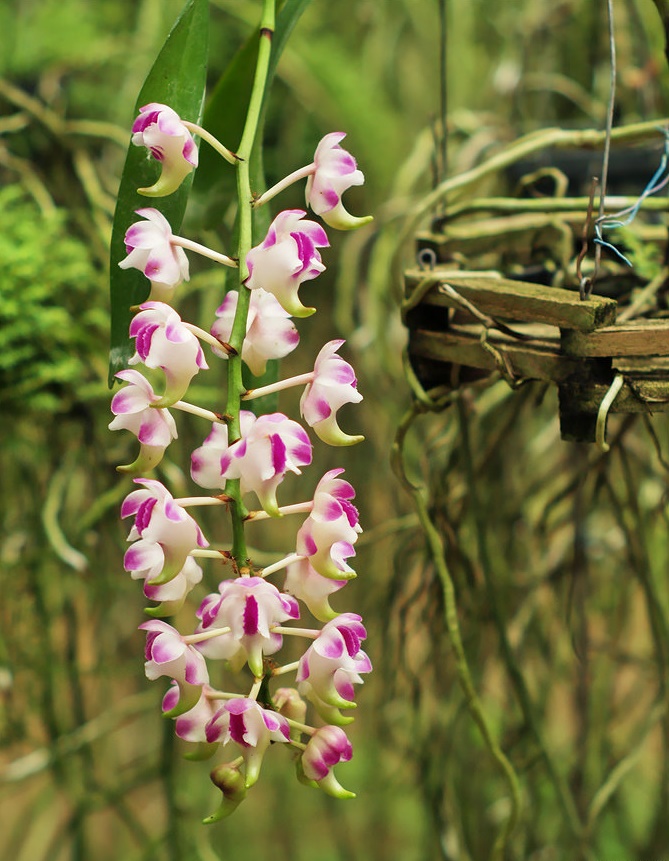 Hướng dẫn cách trồng Giáng hương Cửu bảo tiên