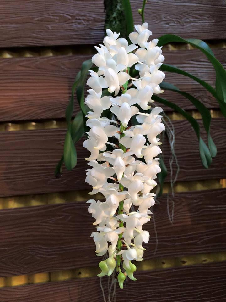 Hướng dẫn kỹ thuật trồng Giáng hương bạch nhạn