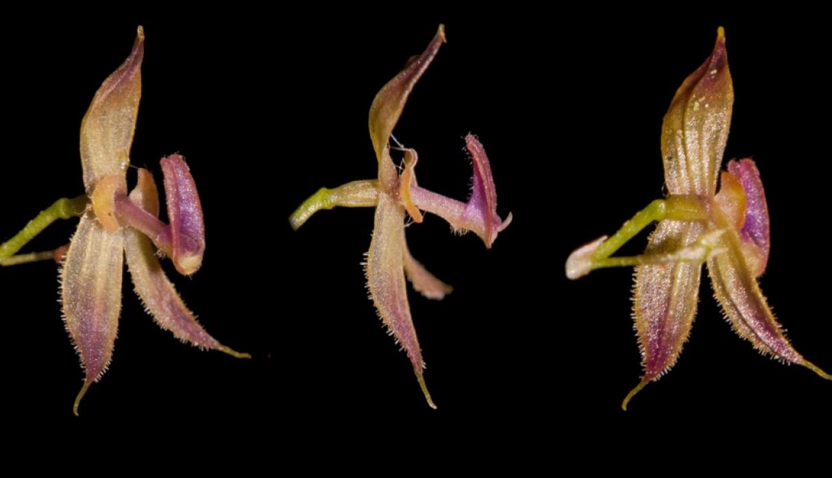 Peru phát hiện loài hoa phong lan mới Andinia