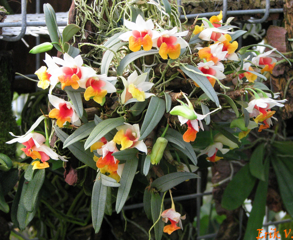 Hướng dẫn cách trồng lan Bạch hỏa hoàng