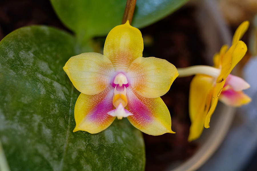 Sự biến đổi màu sắc hình dáng trên hoa phong lan