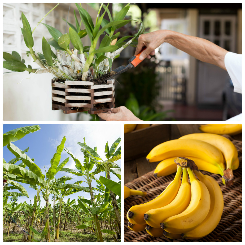 Bí kíp chế biến chuối bón phân cho lan hiệu quả