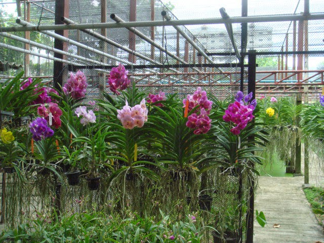 Cách xử lý các loai dớn trồng lan