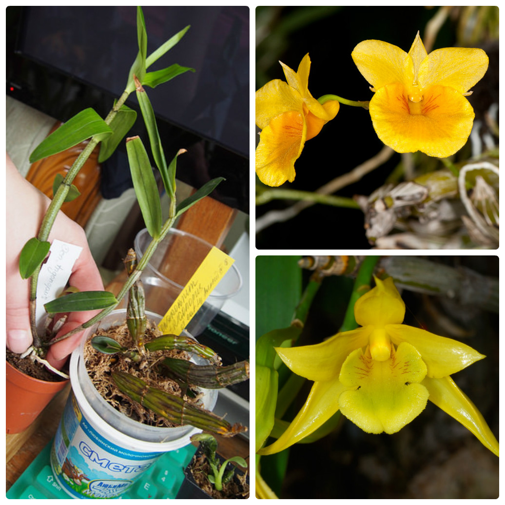 Bí quyết phân biệt Kim điệp Giấy và Kim điệp Nhựa