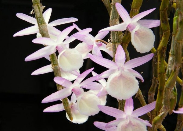 Cách trồng hoàng thảo vôi