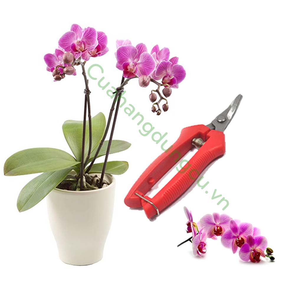 Chi tiết các bước cắt tỉa cành lan đúng cách