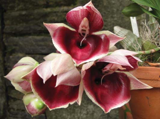 Kỹ thuật nhân giống lan Catasetum