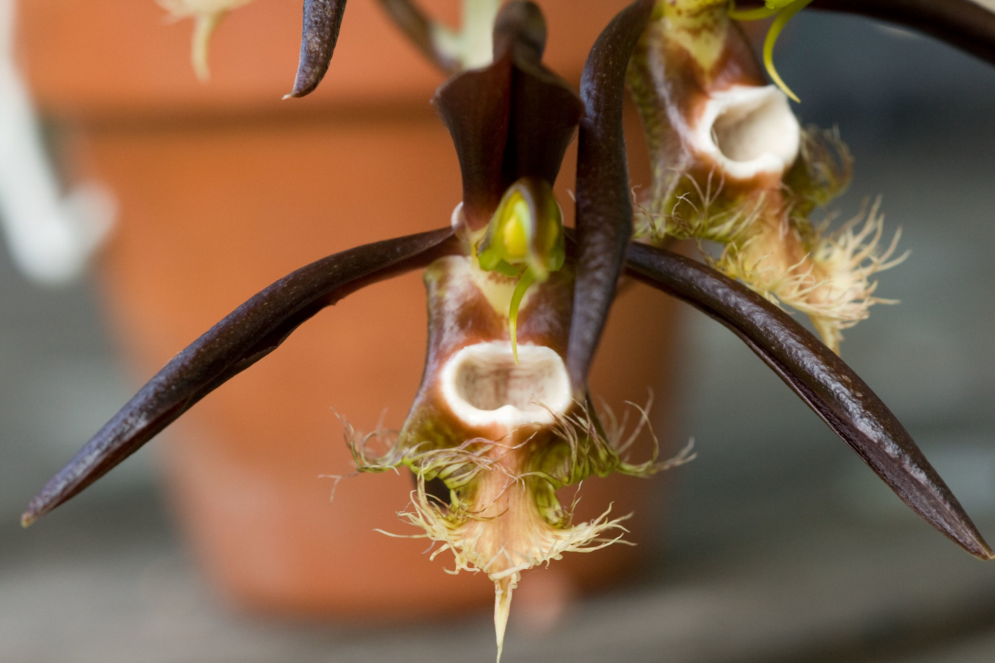 Tìm hiểu lan túi Catasetum saccatum đẹp mới lạ