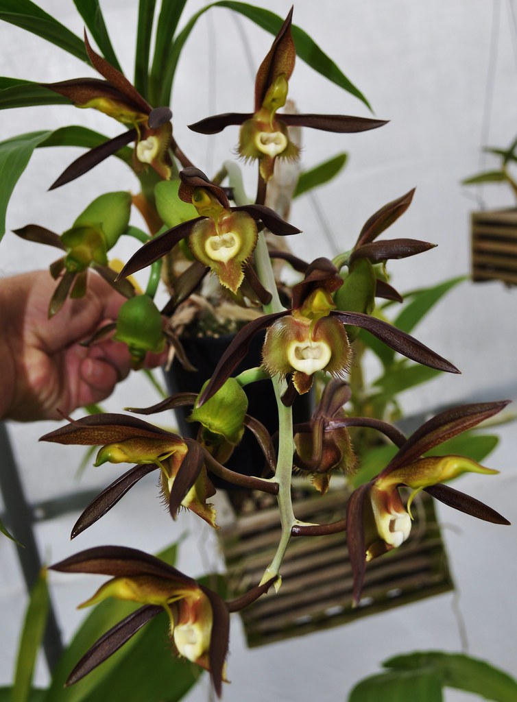 Hướng dẫn cách trồng lan Catasetum saccatum