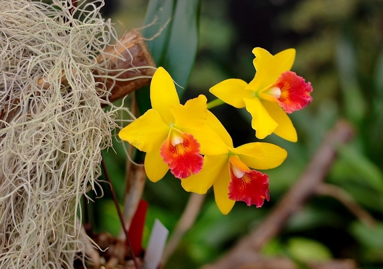 Điểm danh một số lan Cattleya lai tạo