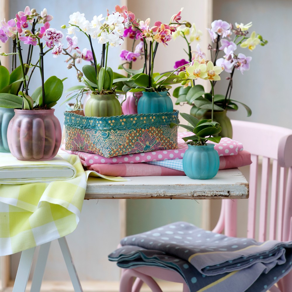 Bật mí 5 sai lầm khi chăm sóc lan Hồ điệp