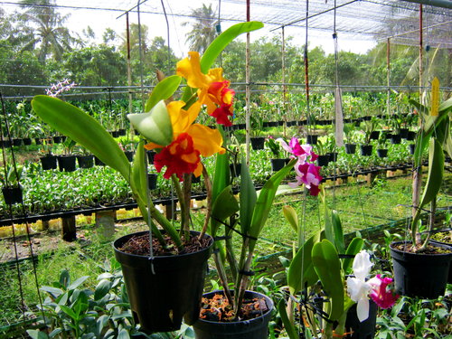 Những yêu cầu trong quá trình chăm sóc lan