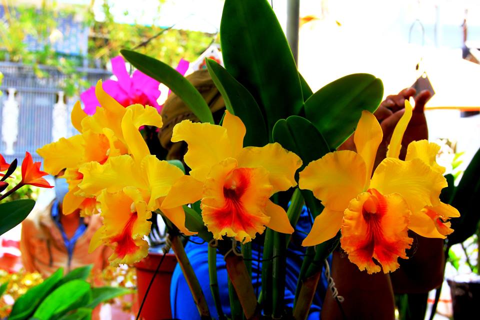 Điều cần biết trong cách chăm sóc Cát lan