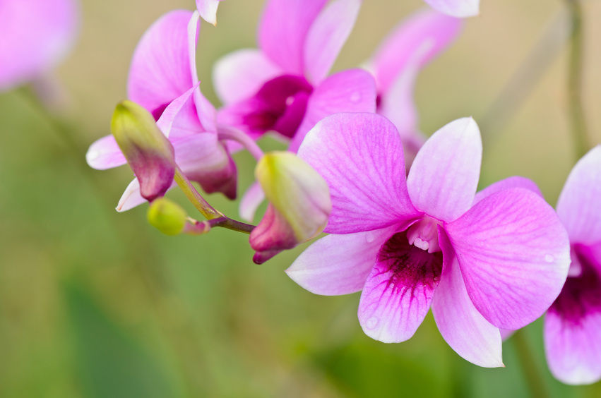 Tuyệt chiêu chăm sóc lan Hoàng thảo nở hoa đúng tết