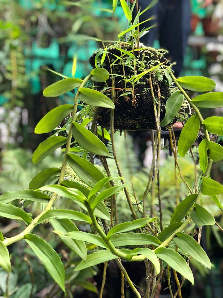 Cách chăm sóc lan thân thòng qua các giai đoạn