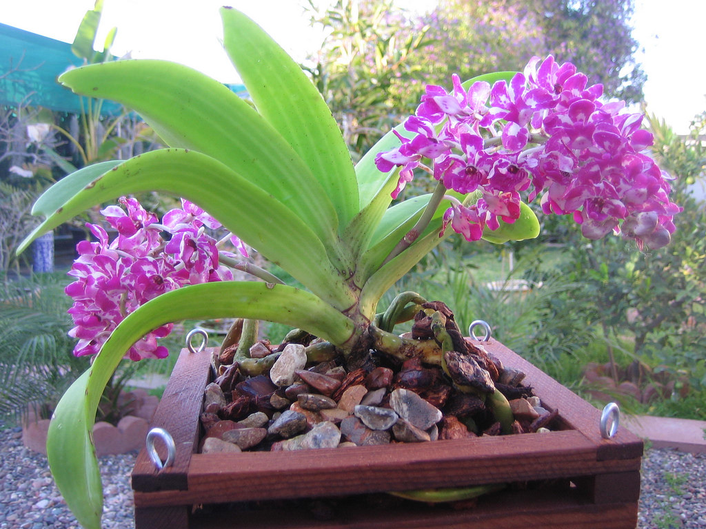 Vấn đề cần lưu ý khi trồng lan Ngọc Điểm