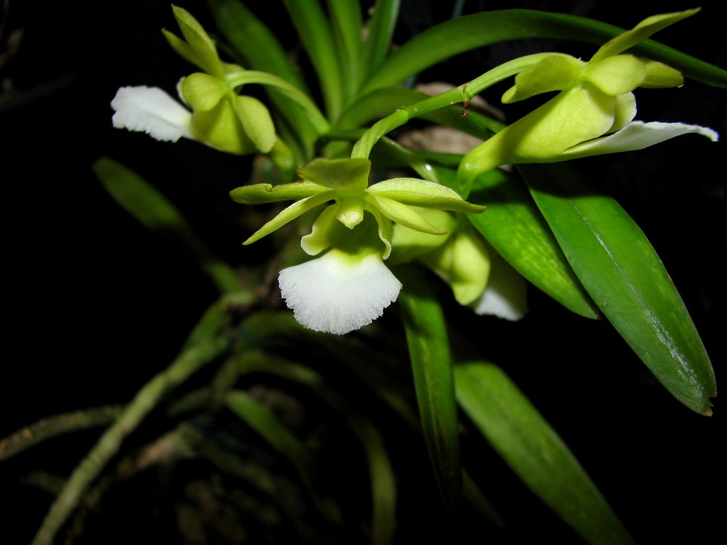 Hướng dẫn cách trồng và chăm sóc lan cù lao minh 