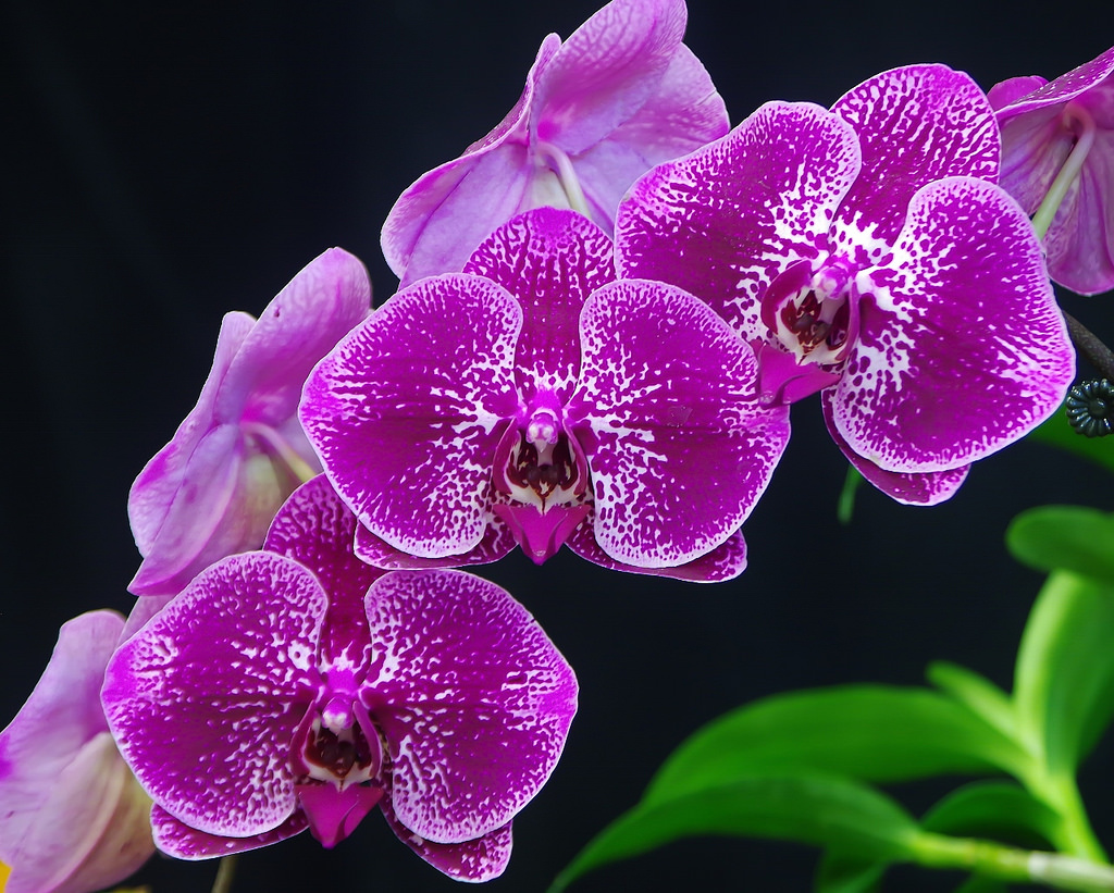 Tuyệt chiêu làm đậm màu hoa lan rừng hiệu quả