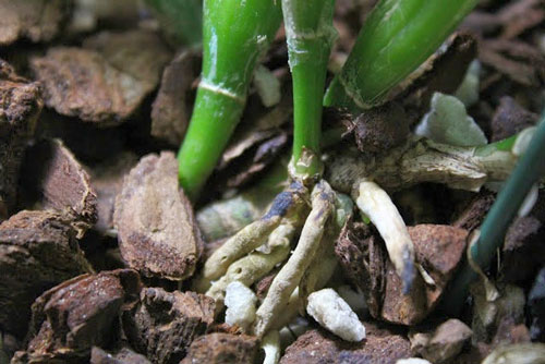 Các dấu hiệu cần chú ý đối với bộ rễ lan Hồ điệp