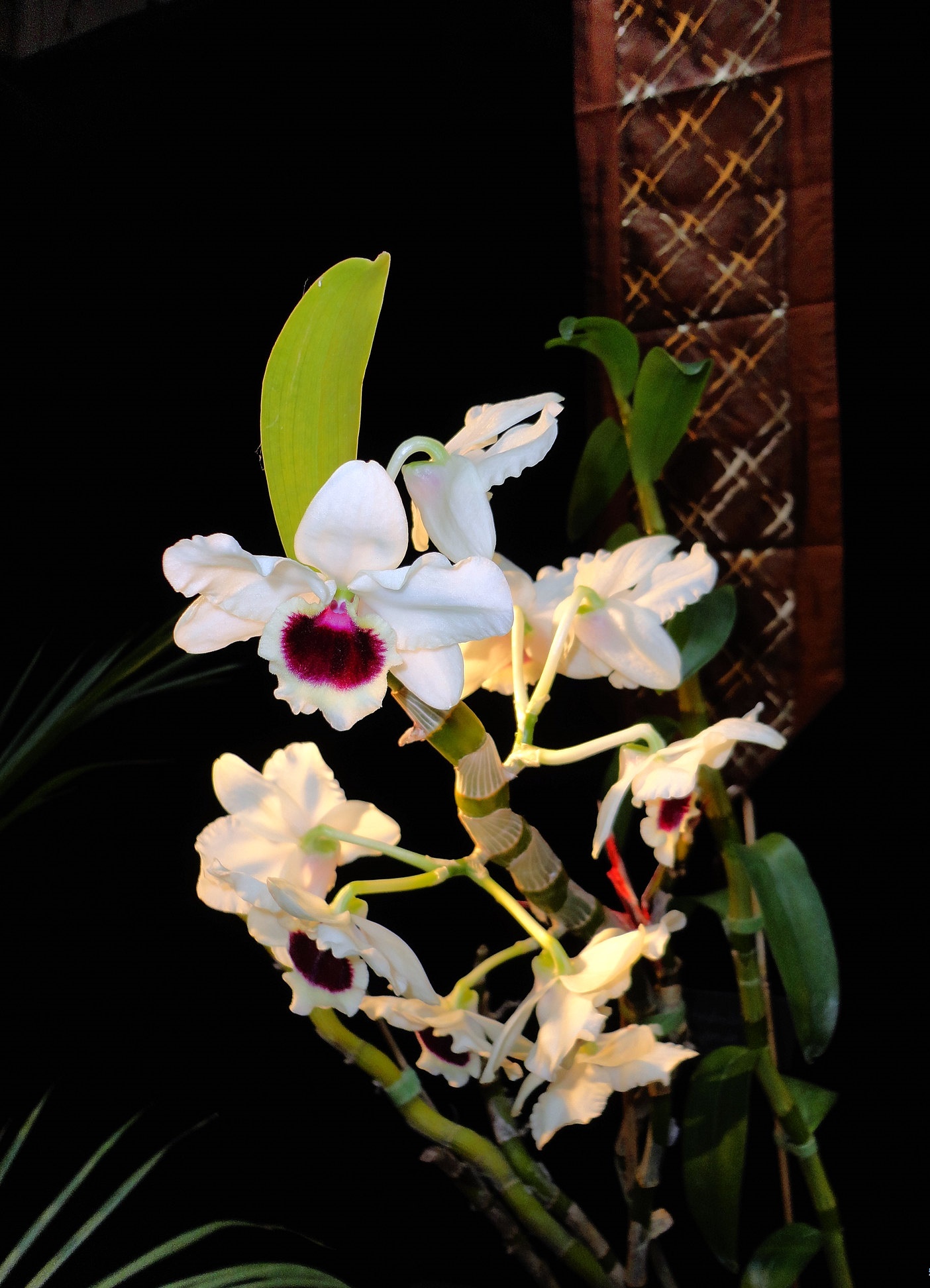 Cách trồng lan Dendro Xuân 5 cánh trắng lưỡi tím