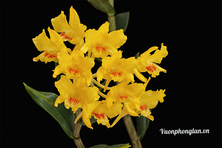 Hướng dẫn cách trồng lan Dendrobium lowii