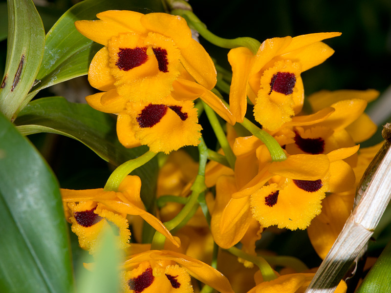 Hướng dẫn cách trồng lan trầm vàng nổi bật