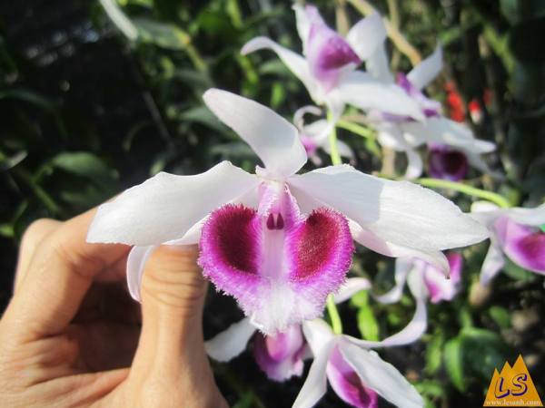 Một số điều cần biết khi chơi lan Giả hạc