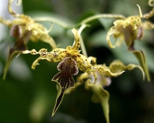 Khám phá điều kỳ lạ chỉ có ở hoa lan