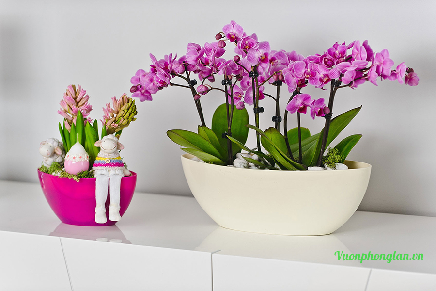 Tạo Điều kiện cho lan phát triển thuận lợi