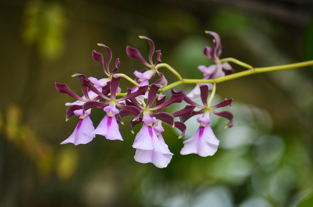 Điều kiện trồng lan Encyclia cordigera