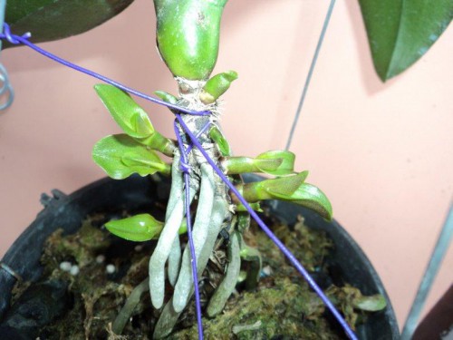 Tuyệt chiêu nhân giống ép cây lan đẻ con