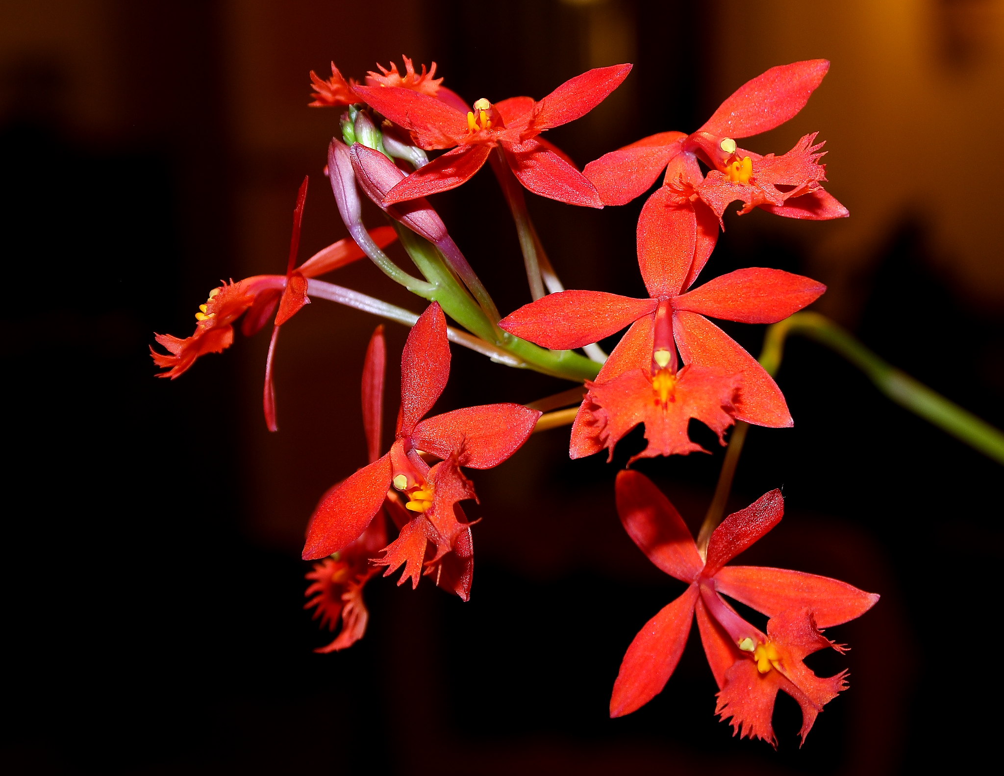 Cách trồng và thay chậu Trúc lan Epidendrum