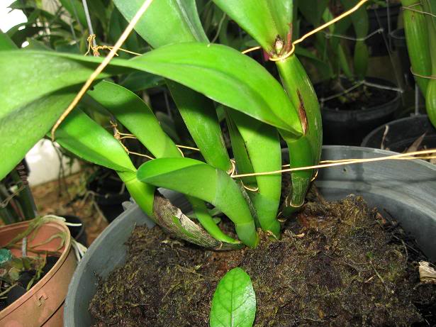 Cách chọn giá thể phù hợp cho các loại lan