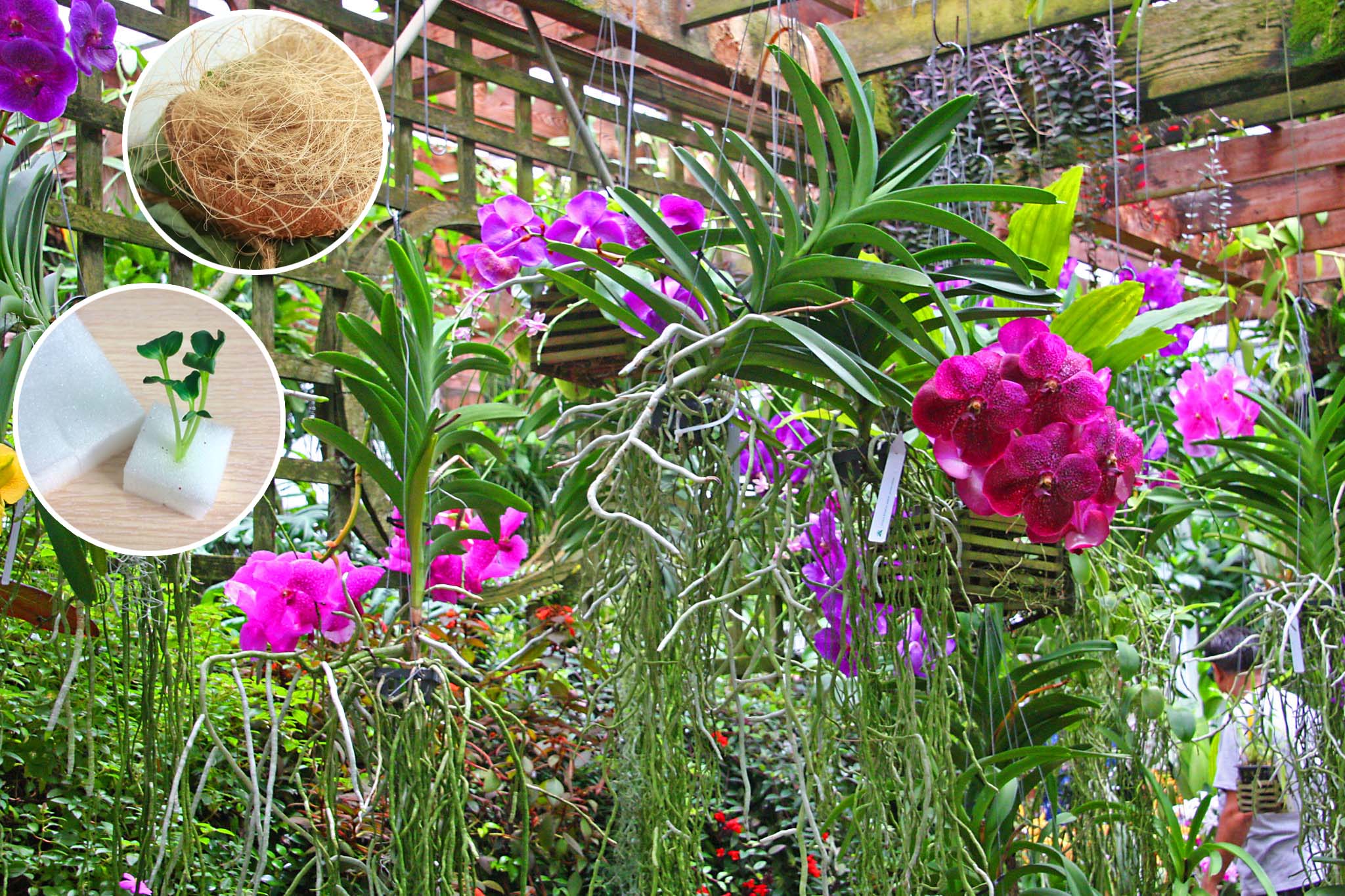 Làm giá thể trồng lan Dendro bằng mút xốp xơ dừa