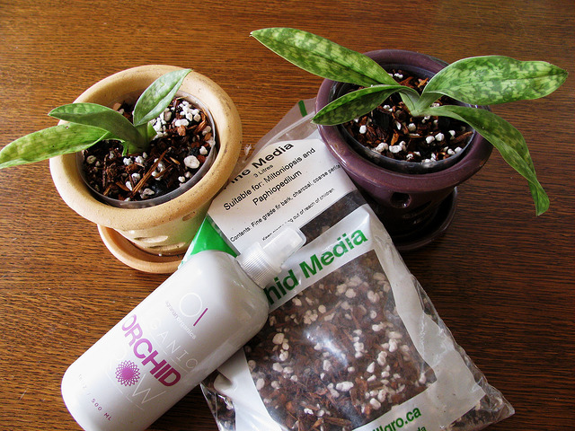 Tìm hiểu giá thể trồng lan hài và công dụng