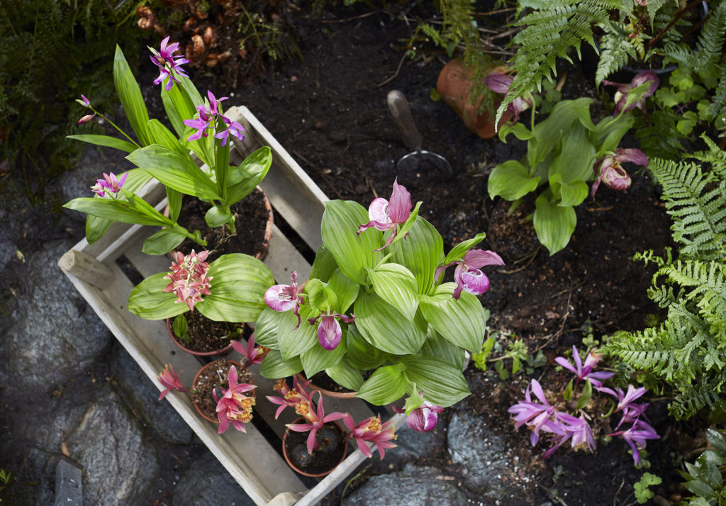 Tìm hiểu từng giai đoạn phát triển trên cây lan