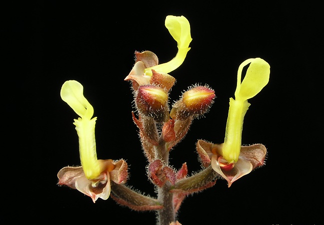 Hướng dẫn cách trồng lan rừng Giải thùy Sapa 