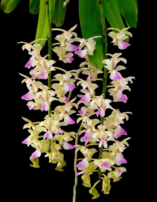 Hướng dẫn cách trồng và chăm sóc lan Hoàng nhạn 