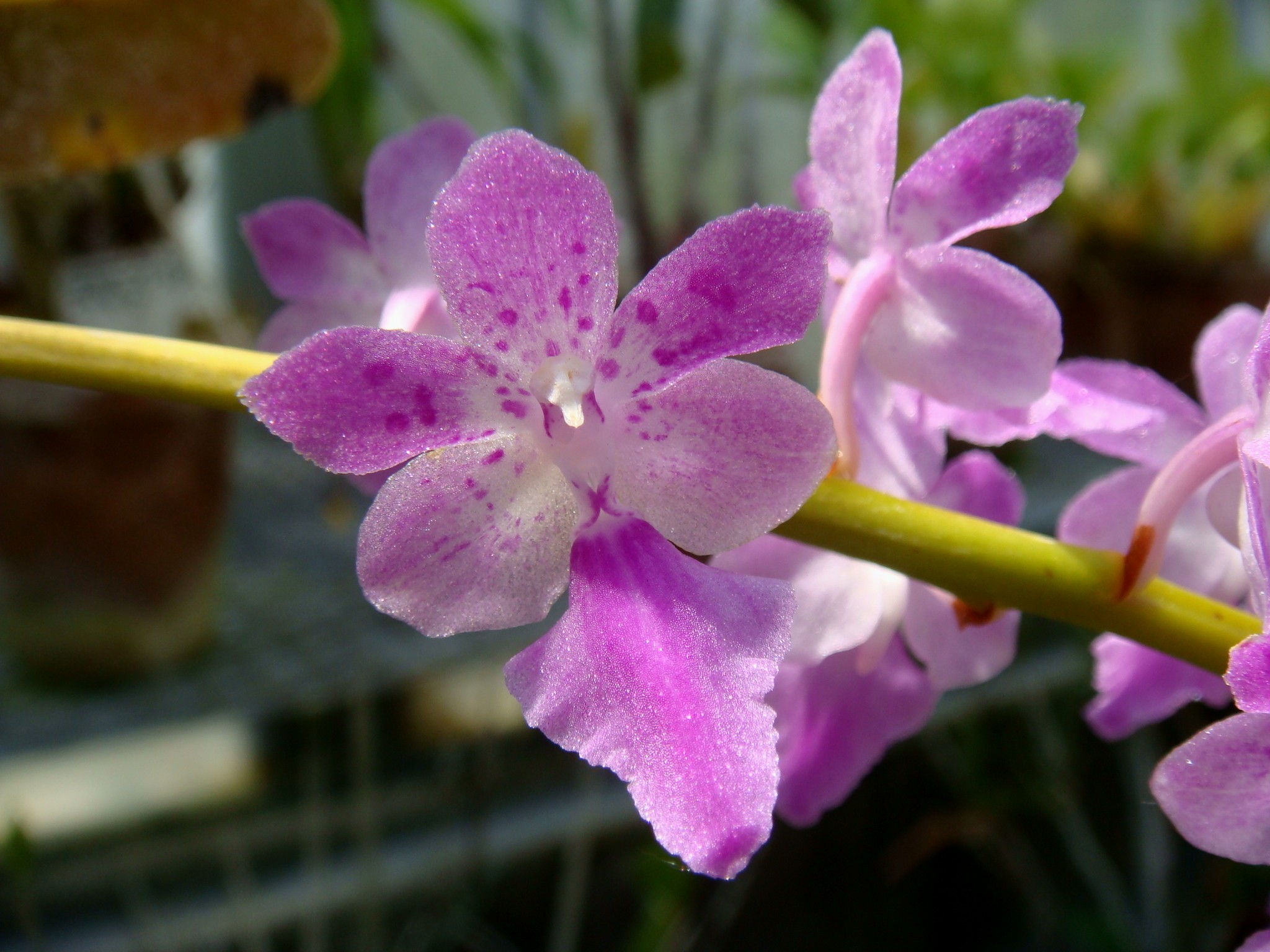 Hướng dẫn cách trồng lan Giáng hương hồng 