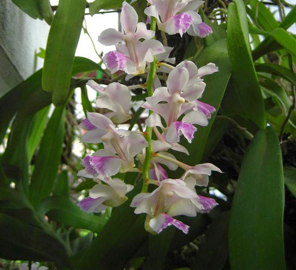 Cách trồng lan Giáng hương tam bảo sắc