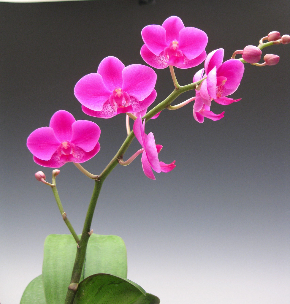 Khám phá vẻ đẹp lan Hồ Điệp mãn thiên hồng