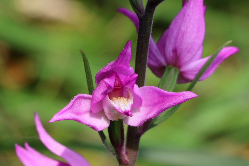 Chinh phục hoa lan quý hiếm 70 năm mới nở