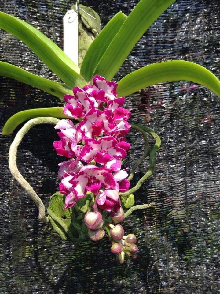 Hướng dẫn cách trồng hoa lan tai trâu