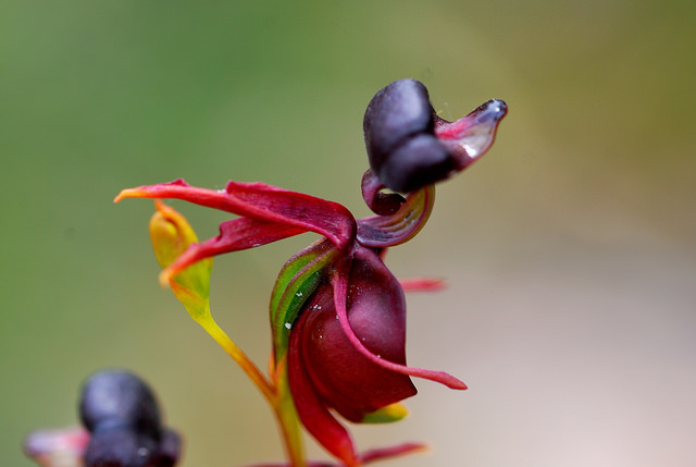 Khám phá những loài hoa lan mang vẻ đẹp lạ lùng