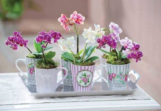 Ý nghĩa của hoa lan trong phong thủy