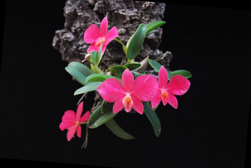 Tuyệt chiêu giữ hoa phong lan lâu tàn