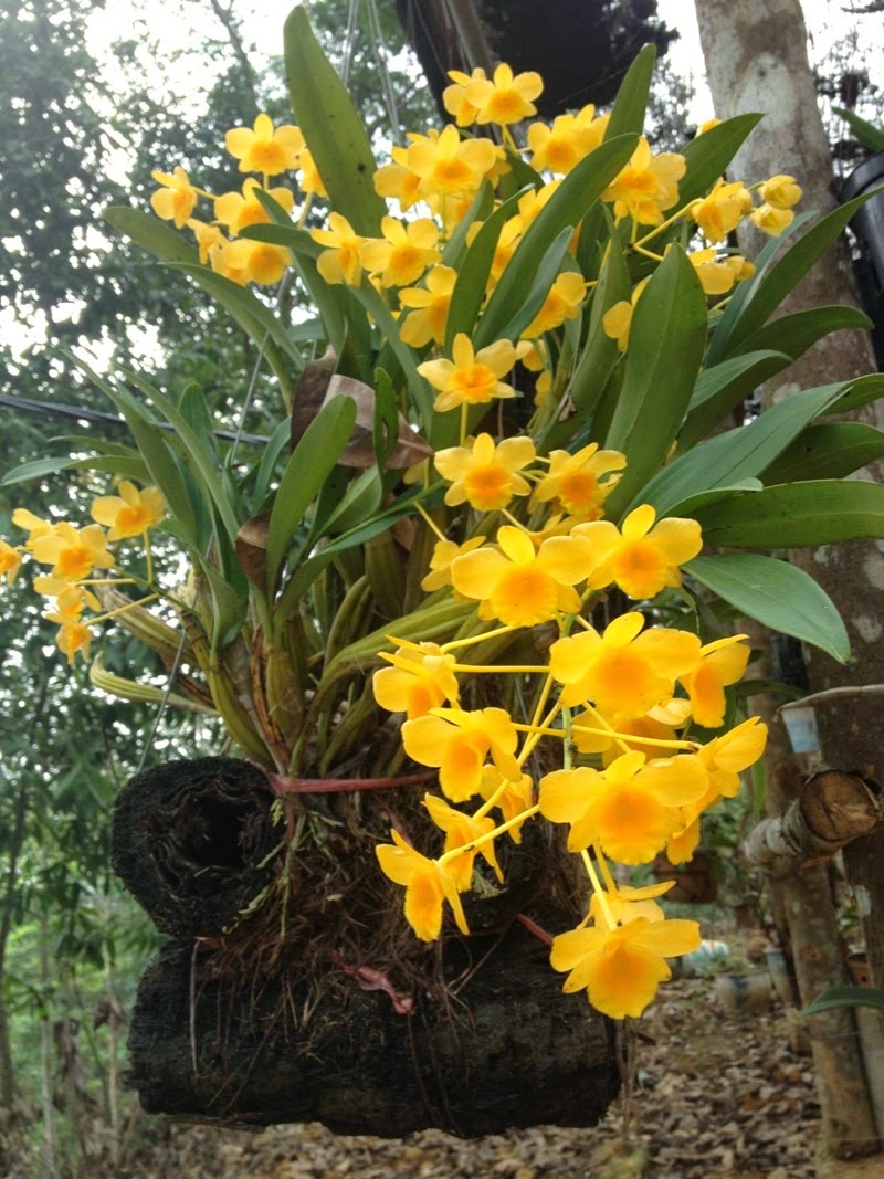 Tìm hiểu về lan Hoàng thảo Kim Điệp