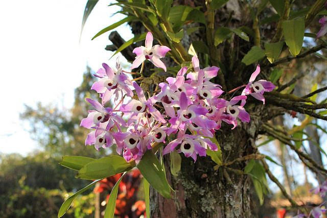 Hướng dẫn cách ghép lan Hoàng thảo đùi gà