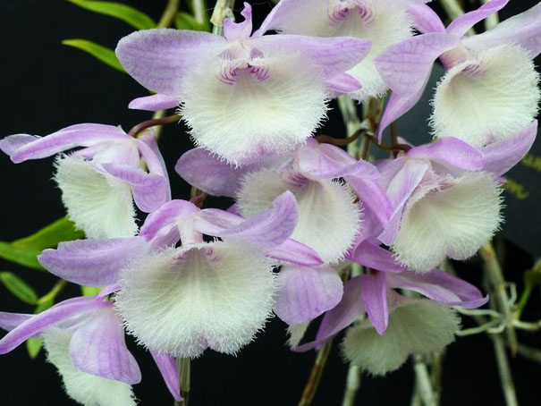 Hoàng thảo Hạc vỹ